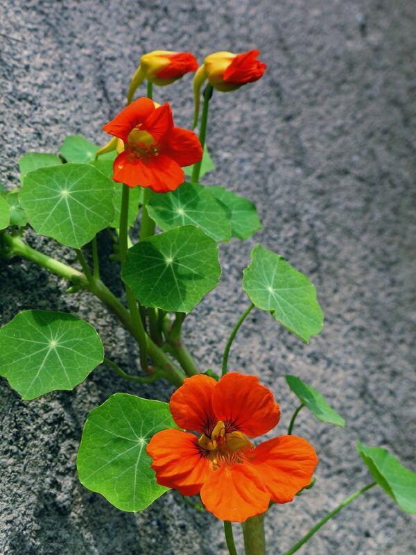 旱荷花一年四季能开花吗，​这1种花可爬藤