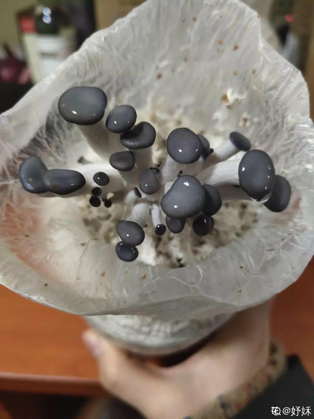 平菇种植最简单方法，平菇种植最简单的方法（喷喷水就能长）