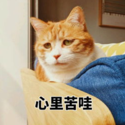 猫鼻支能自愈吗，猫鼻支会自愈吗（老王几招教你如何更好照顾猫咪）