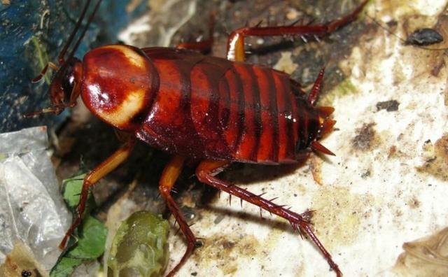 南方蟑螂有多大，南方的蟑螂有多大（为何北方人很怕南方的蟑螂）