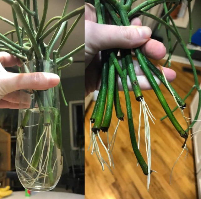 扦插生根最快方法，果树扦插生根最快的方法（水培是最简单的扦插“生根法”）