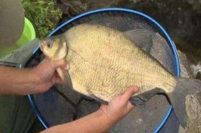 十二年钓鳊鱼经验总结：高效技巧与实战方法全解析，助你轻松上鱼