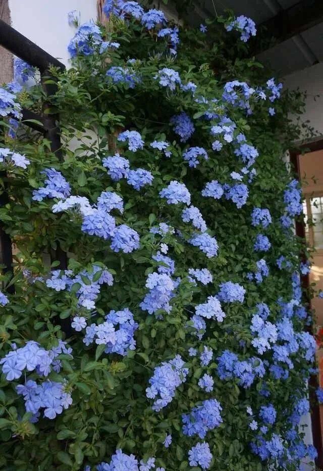 类似爬山虎的植物有哪些，除了爬山虎还有什么植物（7种超强繁育能力爬墙花）