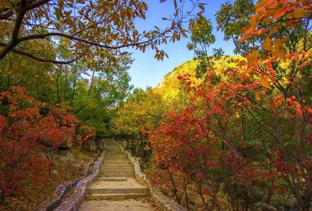 满山红叶似彩霞，阿宝歌曲大全（山东最全赏红叶地图来了）