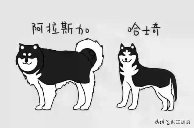 阿拉斯加犬多少钱一只，短毛阿拉斯加犬多少钱一只（长相与哈士奇区别在哪里）
