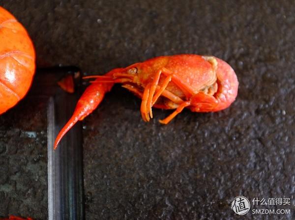 虾有多少品种，淡水虾有哪些品种（虾类双11购买攻略富山虾）