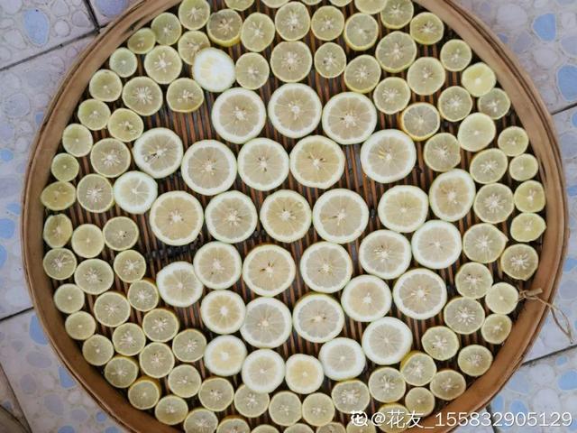 香草兰花怎么养，香兰草怎么种植（屋里养盆“香水花”）