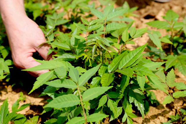 如何腌制香椿咸菜，如何腌制香椿咸菜视频（放1年照样好吃）