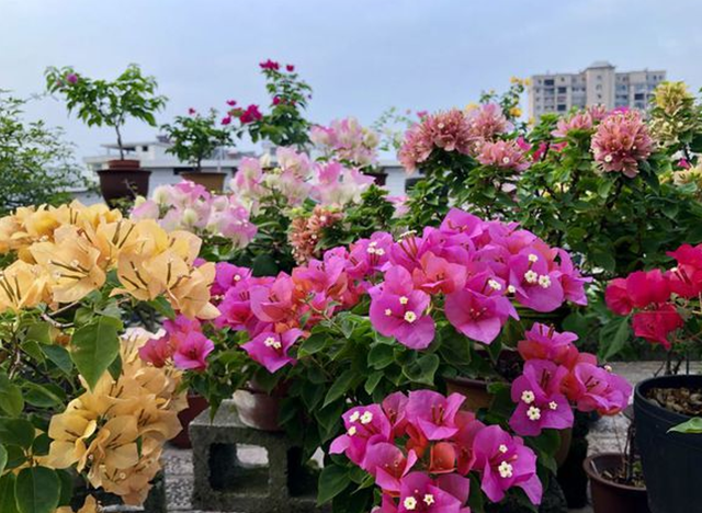 每月什么花开，每月什么花开写一个作文（23种开花植物）