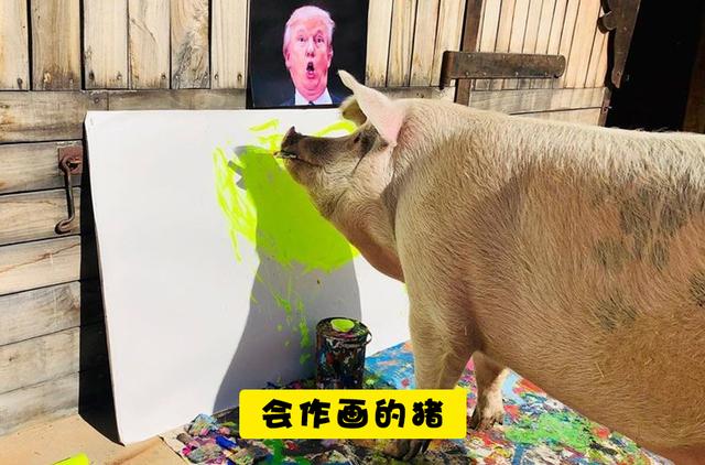 什么动物会画画，雪地里的小画家还有哪些动物会画画（7个能够创造画作的动物“艺术家”）