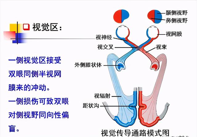 大脑杏仁体解剖图，高清大脑解剖图谱