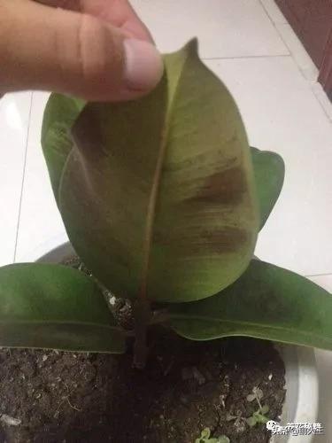 橡皮树的寓意是什么，花匠带你养花之橡皮树养护知识大全