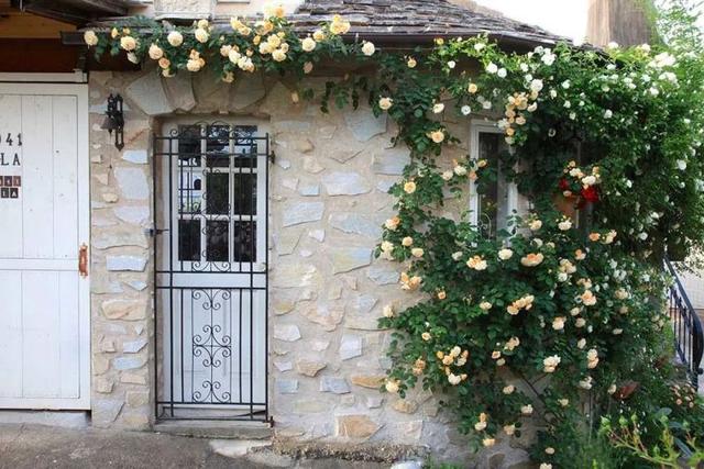 月季花品种，十大经典品种（凭一己之力撑起了整个花园的颜值）