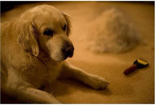 世界上最忠诚的狗，世界上最忠诚的狗的照片（最忠诚的3种狗和最不忠诚的3种狗）