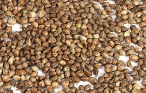 怎么查询鸽子的成绩，怎么查找鸽子的成绩（学习强豪养鸽秘诀）