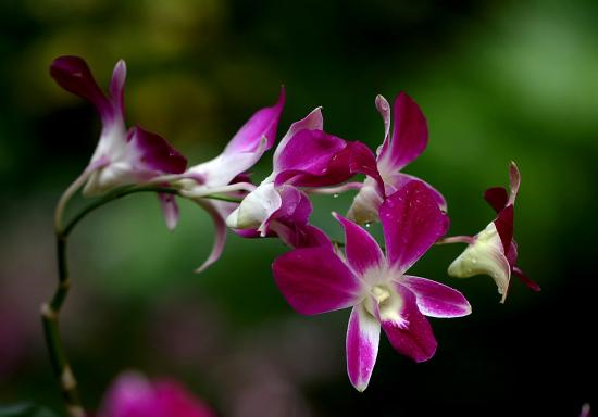 石斛怎么种植，石斛怎么种植 家养视频（石斛的养殖方法）