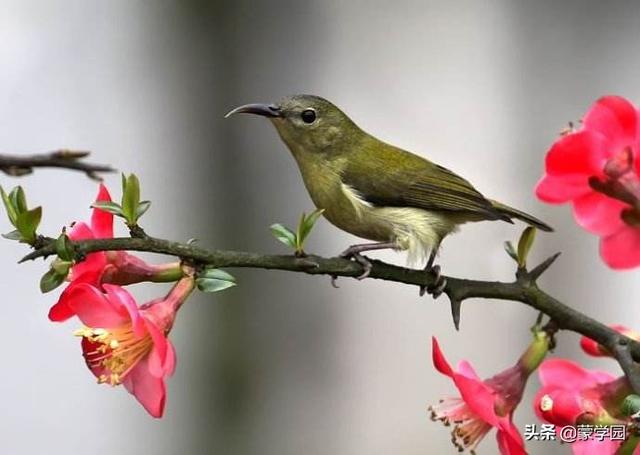 四字成语什么什么夺目，什么什么夺目四字词语（100个描写春天的四字词语）