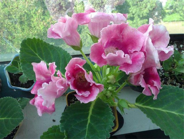 大岩桐如何养长得旺盛，大岩桐好不好养（如何养才能开花又多又鲜艳呢）