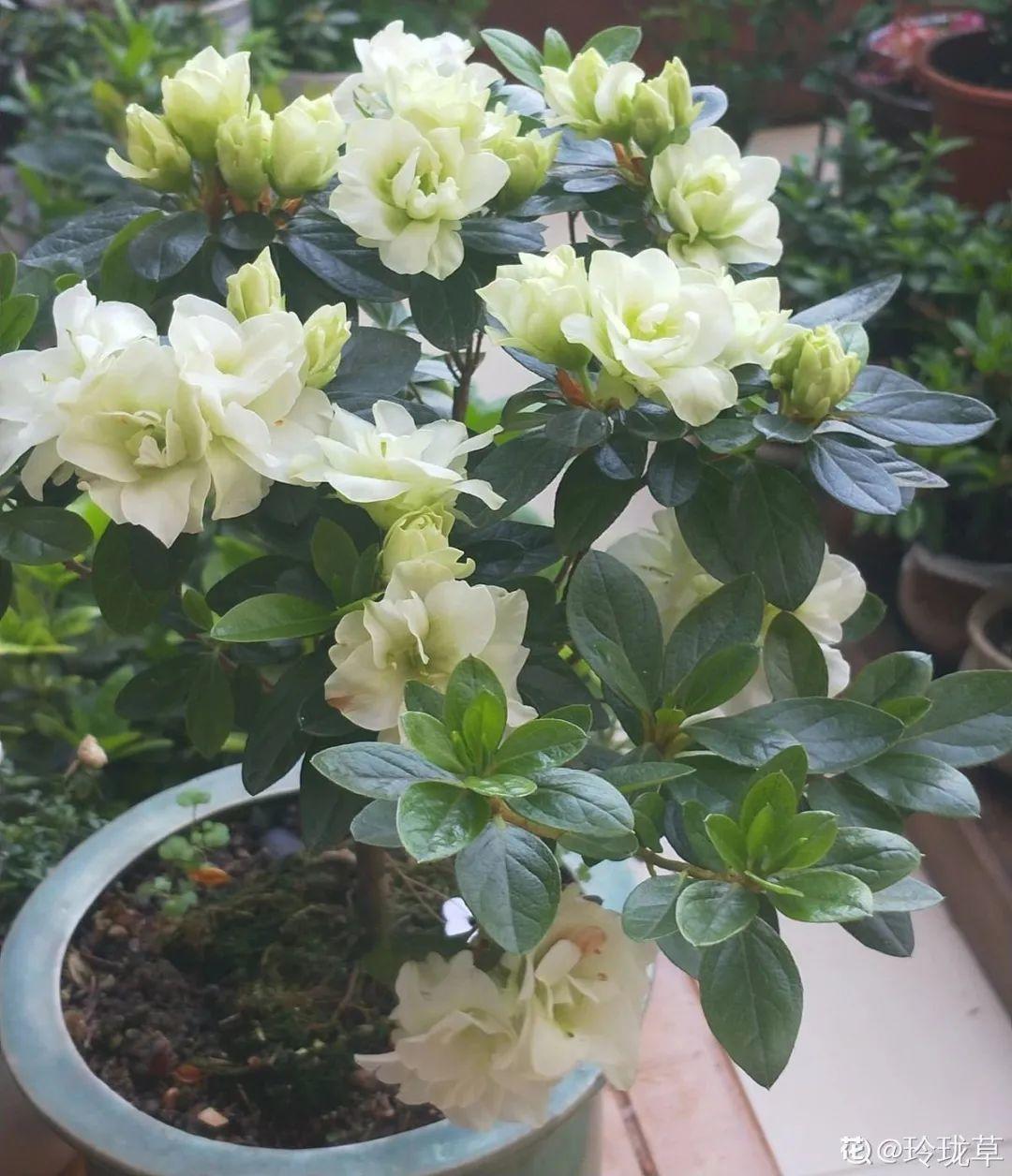 除甲醛的植物排名(除甲醛公司)