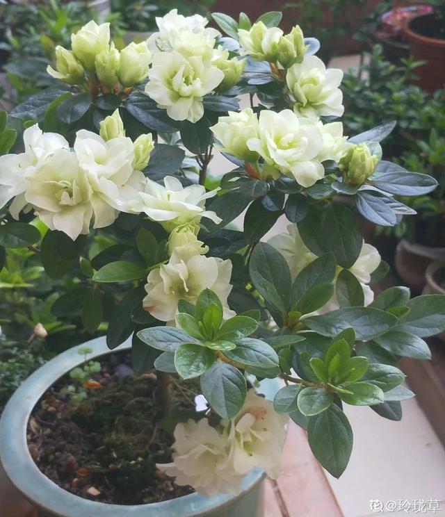 吸收甲醛的植物，哪种植物具有吸收甲醛的功能（净化空气最厉害）