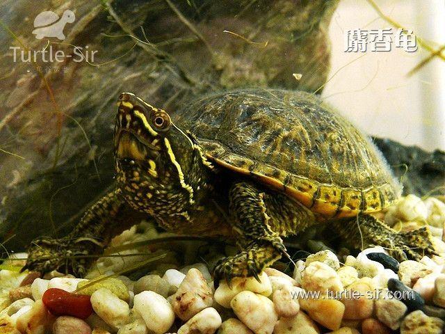 龟一般冬眠多久好，乌龟冬眠后开春快速开食技巧