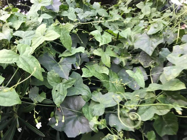 马齿苋和千根草的区别是什么，马齿苋与莲子草的区别（老鼠拉冬瓜—清热解毒、散结利水）