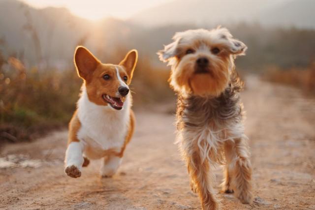 常见犬类品种大全，犬分类品种大全（国内十大流行犬种横向对比）