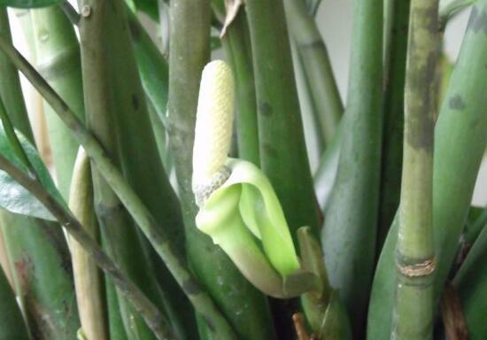 金钱树开花预示什么，金钱树（金钱树怎样扦插繁殖）