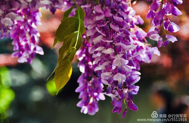 紫藤花的花语和寓意，紫藤花的寓意（我喜欢紫藤花）