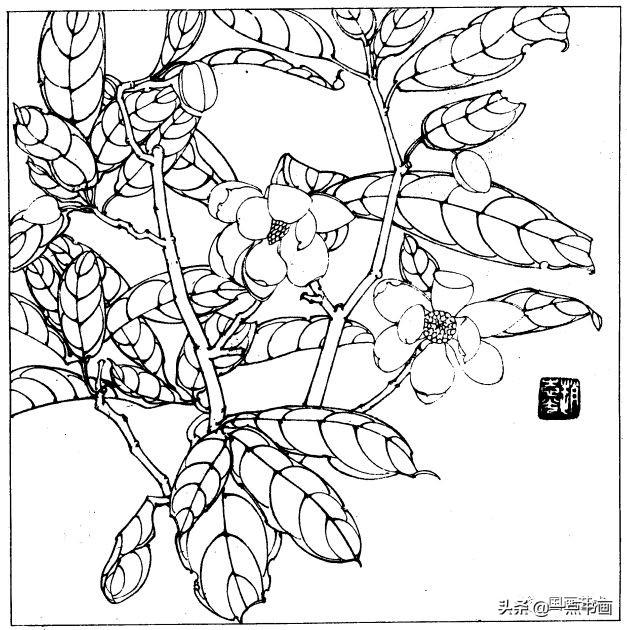 简笔画报花名：手绘铅笔画“白杜鹃花”画法，简笔画报花名（百花苑——白描百花分享<一>）