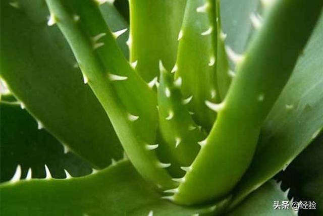 芦荟养殖，芦荟的养殖管理（盆栽芦荟的养殖方法和注意事项）