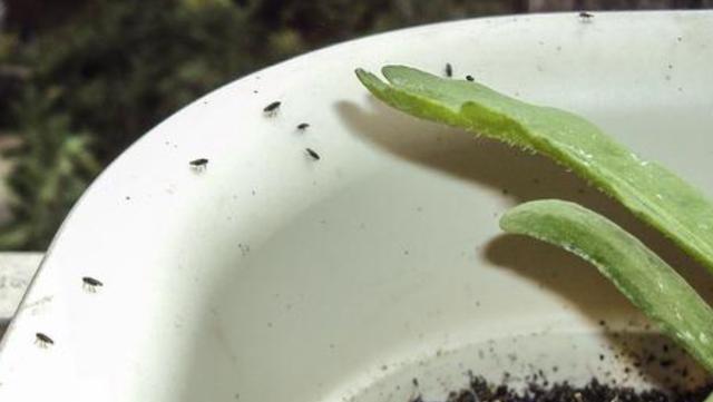 小飞虫怎么消灭小窍门，水果小飞虫怎么消灭小窍门（教你3个“灭虫”技巧）