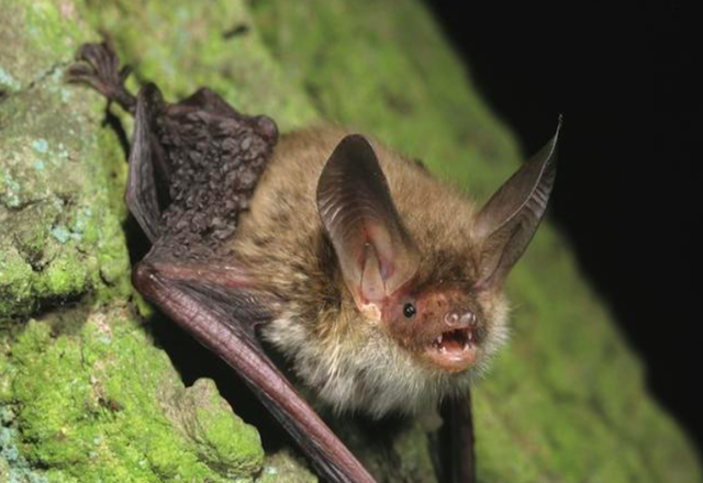 为什么蝙蝠叫盐老鼠，蝙蝠和盐老鼠是不是一个品类（老人说是“盐老鼠”）