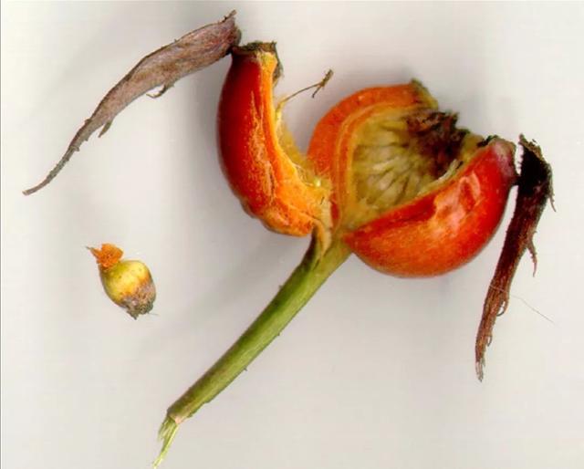 玫瑰花多久开花，玫瑰花多久开花结果（用玫瑰的种子进行繁殖）