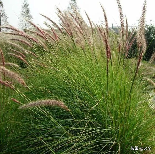 水生植物有哪些，常见的水生植物有哪些（水生植物大全）