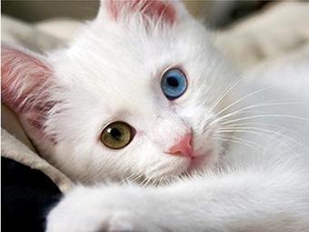 土耳其安哥拉猫，土耳其安哥拉猫一般多少钱（才拥有像宇宙一样深邃的眼睛﻿）