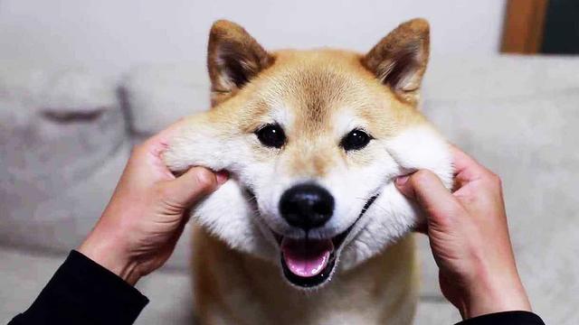 日本柴犬的特点，日本柴犬品种推荐（独立干净爱掉毛）