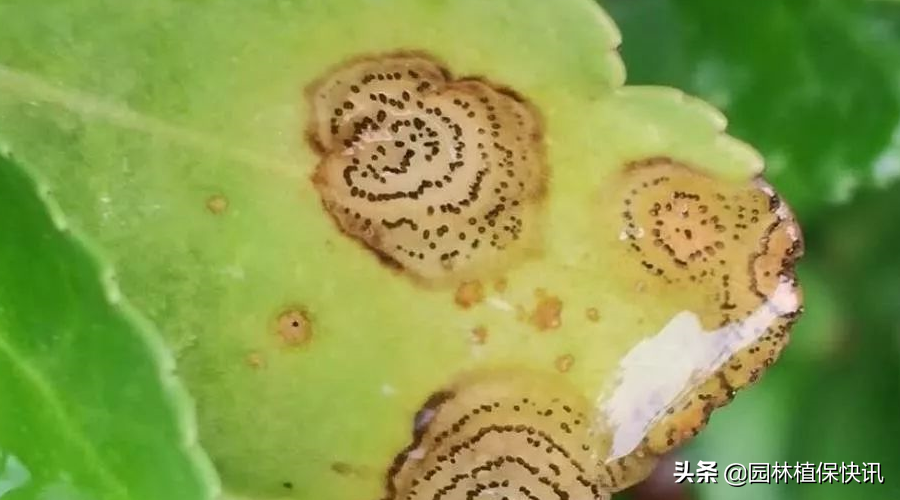 大叶黄杨白粉病，大叶黄杨病害怎样防治（大叶黄杨常见病害防治）