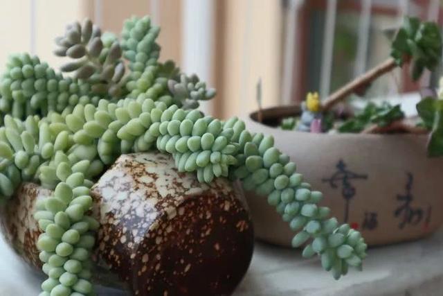 丸叶松绿怎么养，丸叶松绿的叶子可用来繁殖吗（养多肉，记名字，预防老年痴呆）