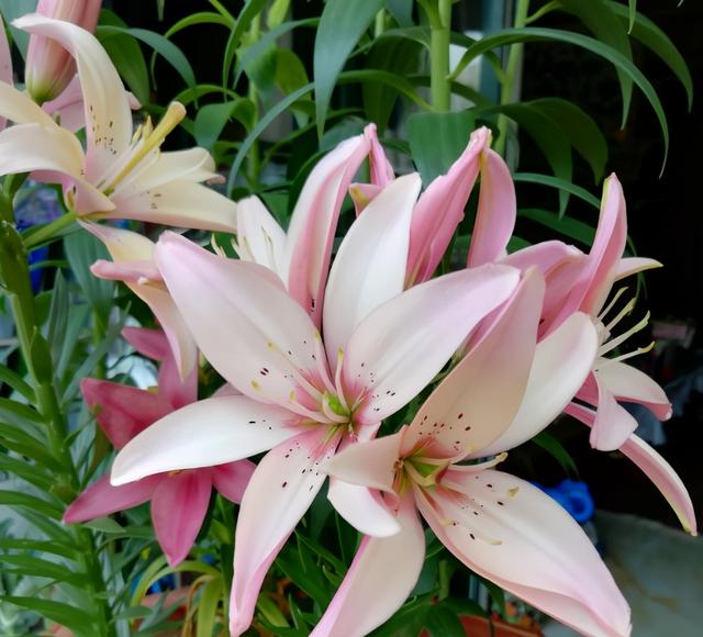 杜鹃花有毒吗，十种招鬼的花（建议别被美丽蒙蔽了）