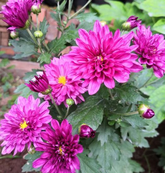 菊花扦插方法，菊花扦插方法图解（用上“万能扦插法”）