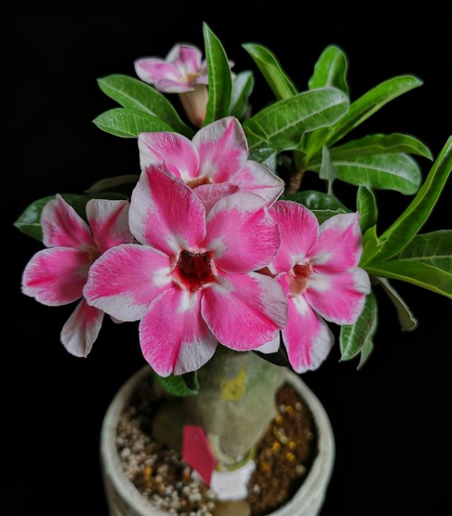 沙漠玫瑰怎么养，沙漠玫瑰的养殖方法多久能开花（真正会养的只需做5点）