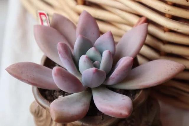 丸叶松绿怎么养，丸叶松绿的叶子可用来繁殖吗（养多肉，记名字，预防老年痴呆）