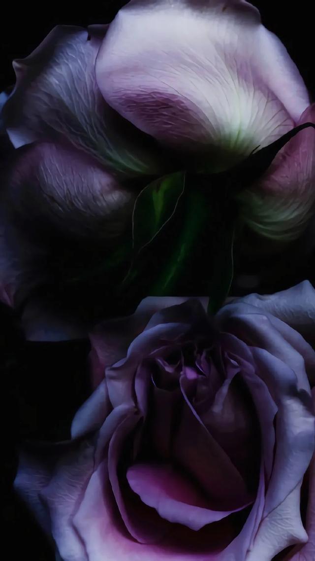 唯美植物花类头像微信，唯美植物花类头像（小清新绿色护眼植物+唯美绽放的瞬间​​​）