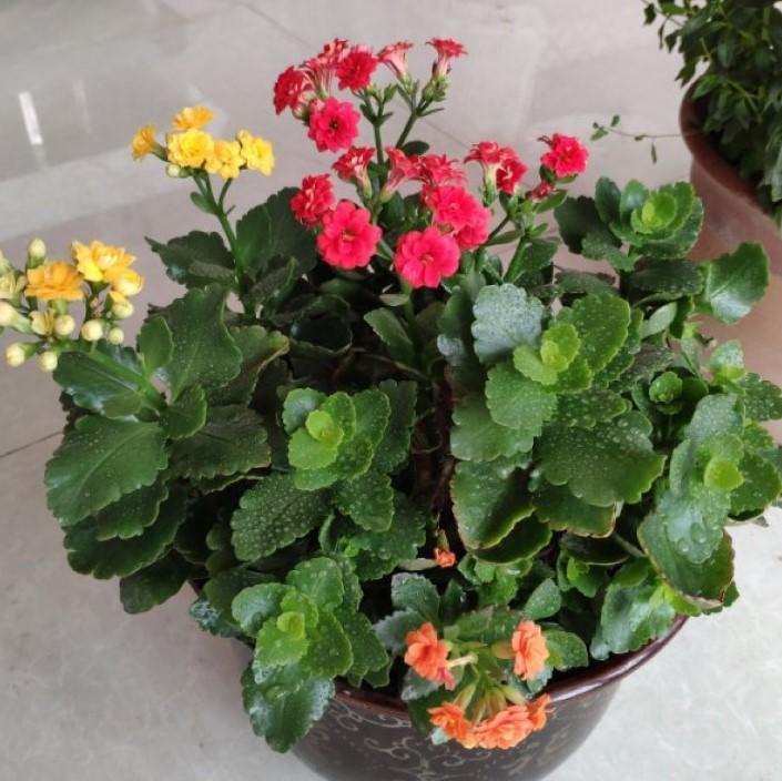 秋天的植物有哪些，9大适合秋天种的植物（4种花卉植物养在秋天）