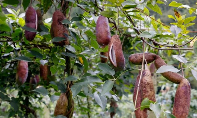 佛灯果和羊奶果的区别有什么,羊奶果与牛奶果的区别(小时候最爱吃的7