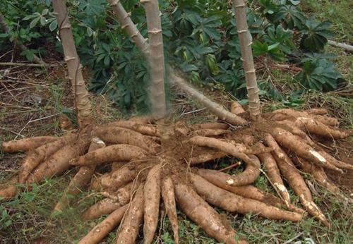 木薯是山药吗 木薯是发物吗,木薯是山药吗(闲侃餐桌上的百科知识 木薯
