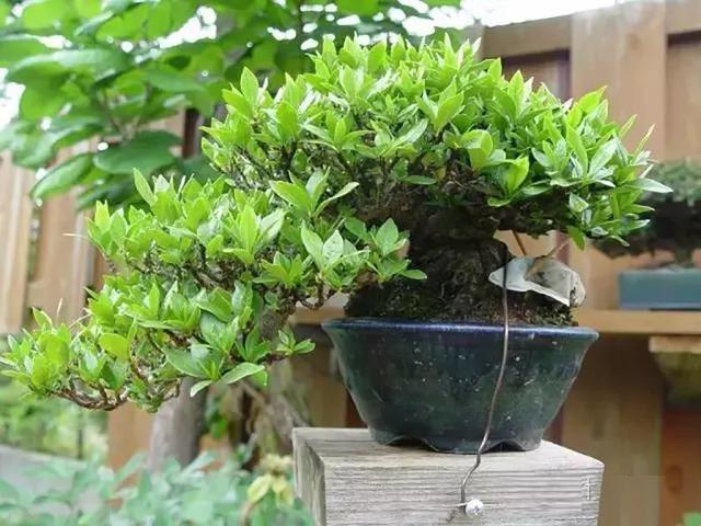 黑矾的功效与作用，使栀子花叶色浓绿光亮
