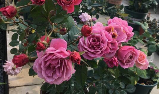 玛格丽特王妃月季，玛格丽特王妃花苞（最值得养的“月季”）