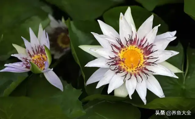 莲花的别称有哪些，莲花的别称有哪些拼音（ 太齐全太珍贵了）